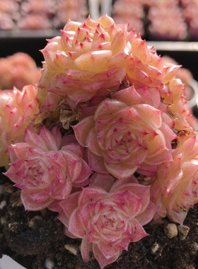 洛凝麦秆  多肉植物精品高颜值绿植花好养迷你小盆栽（20包邮