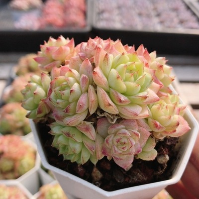 14号女王  稀有品种多肉植物办公室内好养可爱花卉小盆栽（20包邮