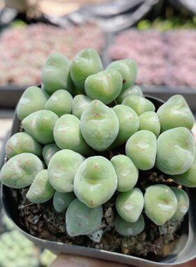 口笛  精品多肉植物盆栽桌面美观阳台好养名贵高颜值（20包邮）