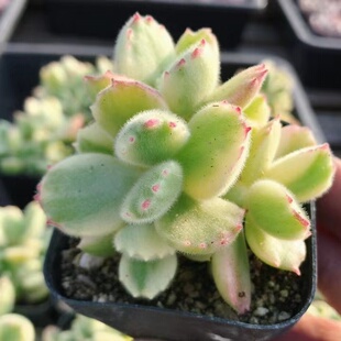 白熊  名贵可爱阳台窗台多肉植物新手好养高颜值小盆栽（20包邮）