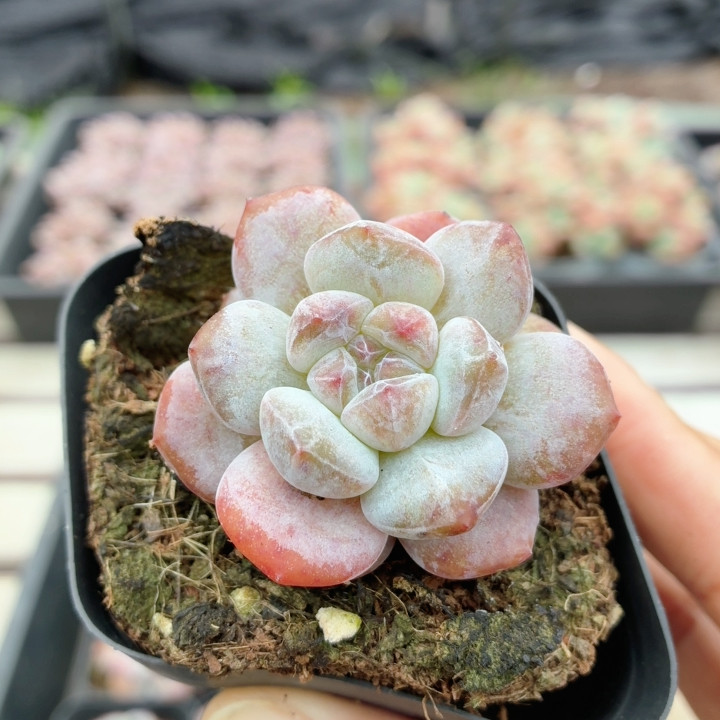 星影橙石化  稀有多肉植物盆栽高颜值阳台好养花卉绿植（20包邮）图片