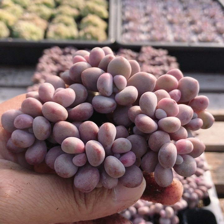 糖果桃蛋  稀有多肉植物绿植阳台精品高颜值迷你小盆栽 （20包邮