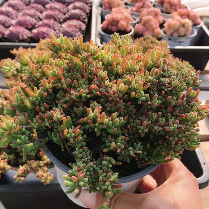 荧光兔枝干  多肉植物阳台办公室内好养绿植花卉盆栽（20包邮）,鲜花速递/花卉仿真/绿植园艺,多肉植物,淘宝优惠券,粉丝福利购,淘宝优惠卷