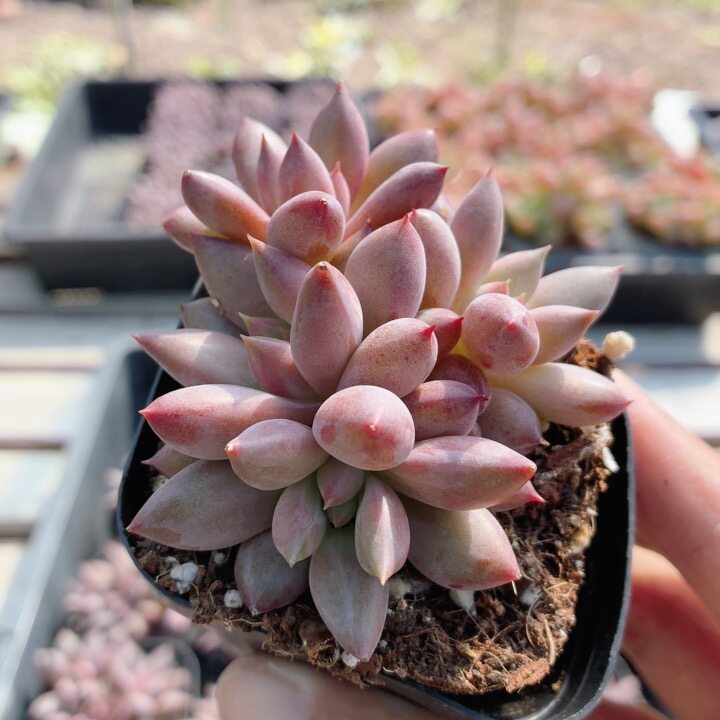 虞美人  多肉植物精品稀有花卉绿植新手阳台好养小盆栽（20包邮）