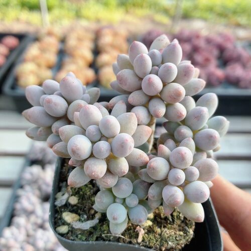 婴儿手指  多肉植物高颜值阳台好养稀有贵货绿植小盆栽（20包邮）