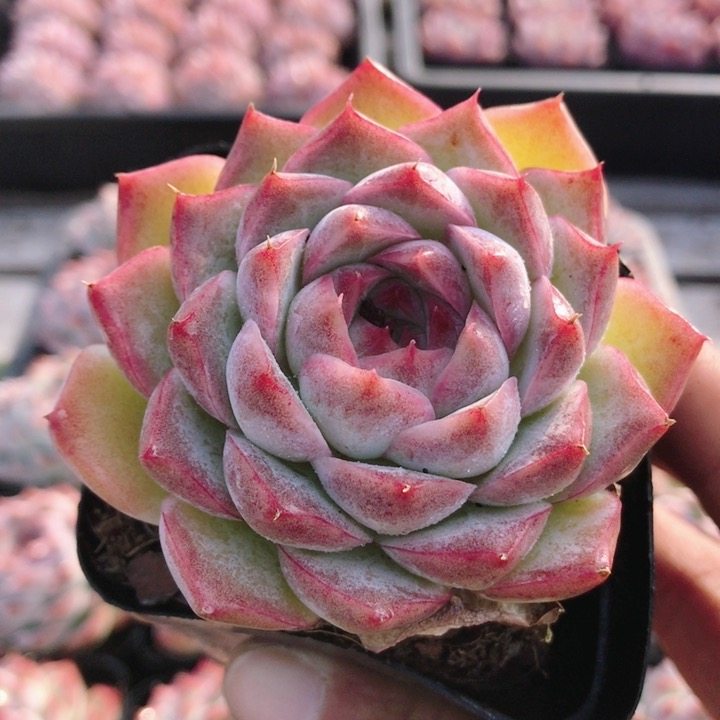 桃熏女王  高颜值多肉植物可爱好养阳台名贵小盆栽绿植（20包邮,鲜花速递/花卉仿真/绿植园艺,多肉植物,淘宝优惠券,粉丝福利购,淘宝优惠卷