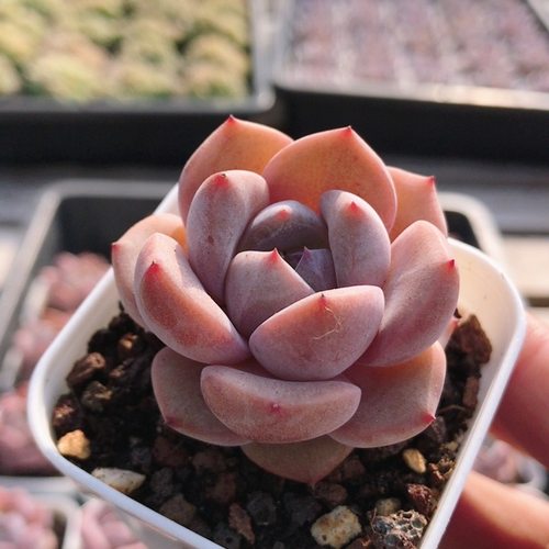 冰佳人  名贵多肉植物阳台窗台好养高颜值花卉绿植盆栽（20包邮）