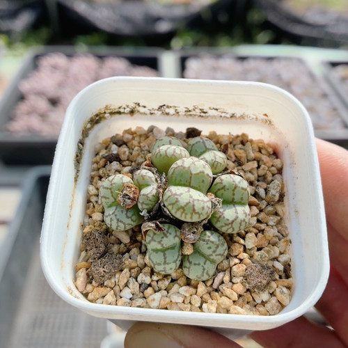 肉锥杂  多肉植物阳台好养高颜值盆栽名贵稀有绿植花卉（20包邮）