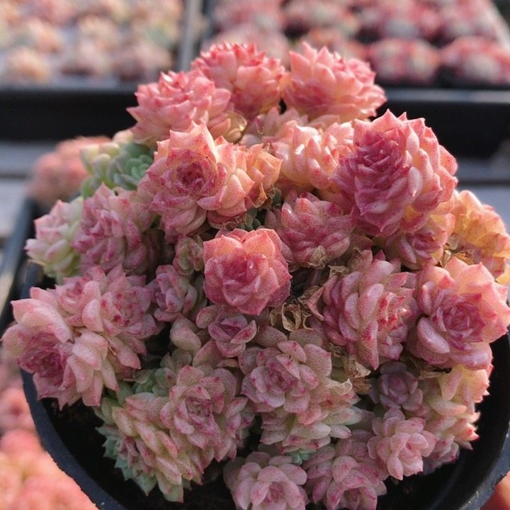 月牙湾麦秆  多肉植物阳台好养高颜值稀有绿植小盆栽（20包邮）,鲜花速递/花卉仿真/绿植园艺,多肉植物,淘宝优惠券,粉丝福利购,淘宝优惠卷