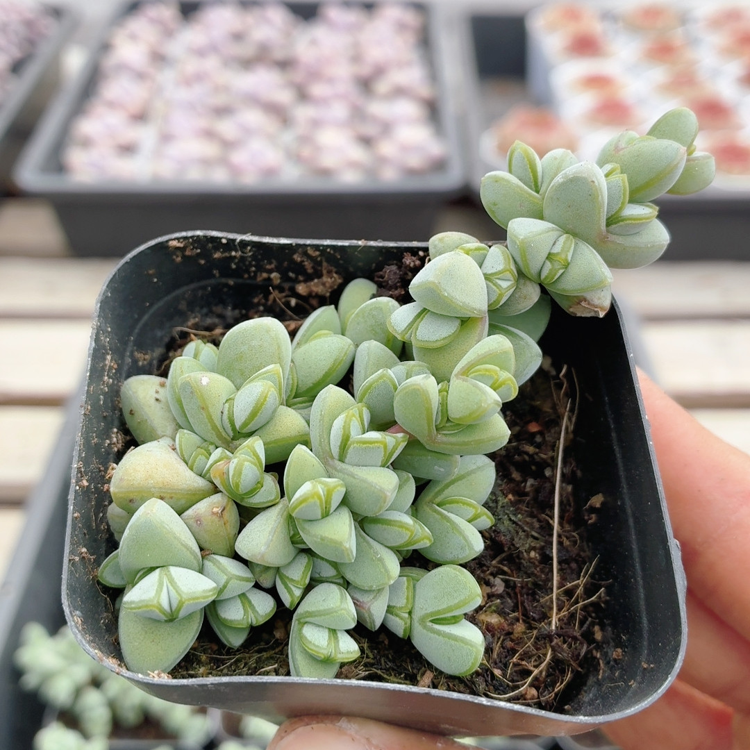 碧玉莲  多肉植物稀有花卉盆栽阳台窗台好养绿植高颜值（20包邮）