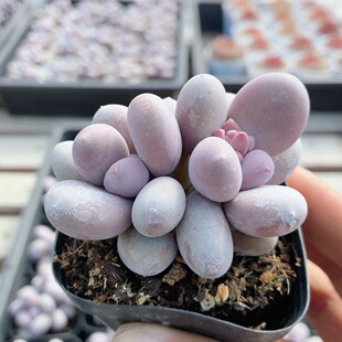 桃美人  多肉植物阳台窗台好养高颜值稀有绿植花卉盆栽（20包邮）