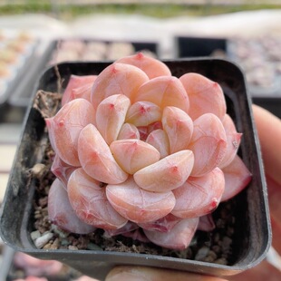 虎年糖心 包邮 稀有多肉植物阳台好养高颜值绿植花卉小盆栽