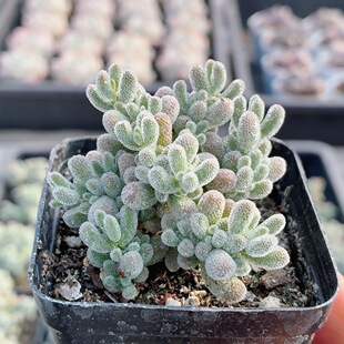 冰晶枝干番杏 稀有多肉植物阳台窗台好养盆栽花卉绿植(20包邮)