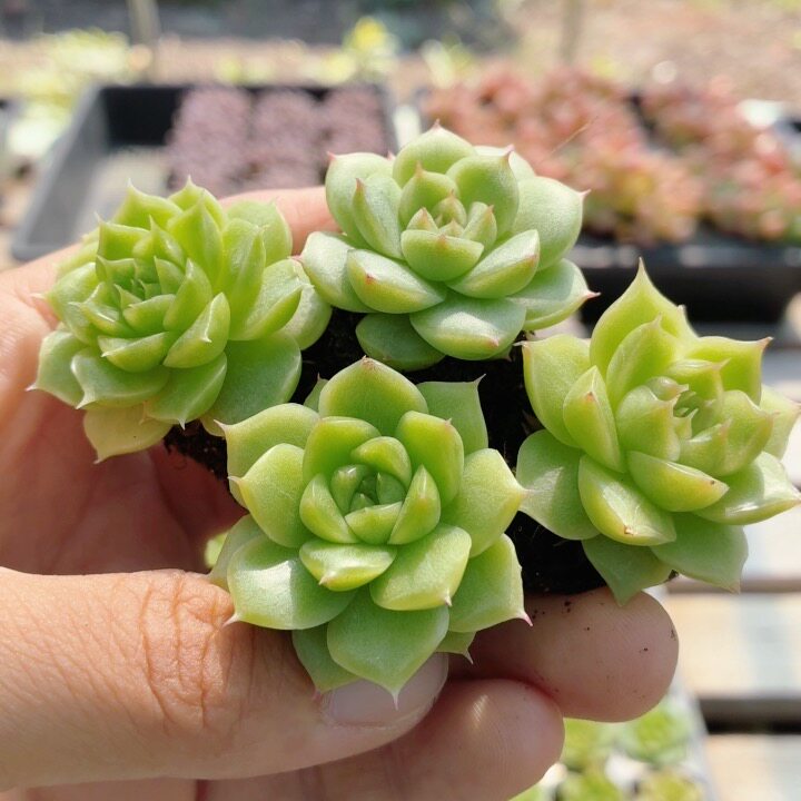 绿色麦秆  多肉植物精品贵货花卉绿植小盆栽好养高颜值（20包邮）