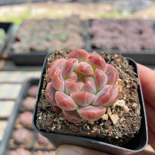 小琥珀  名贵多肉植物阳台窗台好养精品迷你绿植小盆栽（20包邮）
