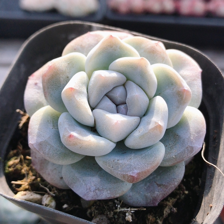 老品种冰玉  多肉植物盆栽稀有名贵绿植阳台好养花卉盆栽（20包邮,鲜花速递/花卉仿真/绿植园艺,多肉植物,淘宝优惠券,粉丝福利购,淘宝优惠卷