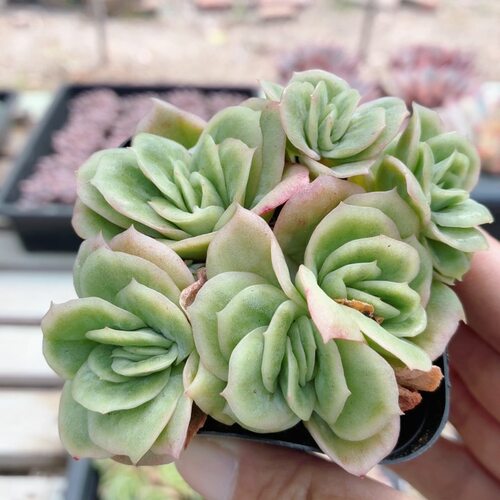 冰玫瑰锦  精品多肉植物办公室内好养易活稀有高颜值（20包邮）