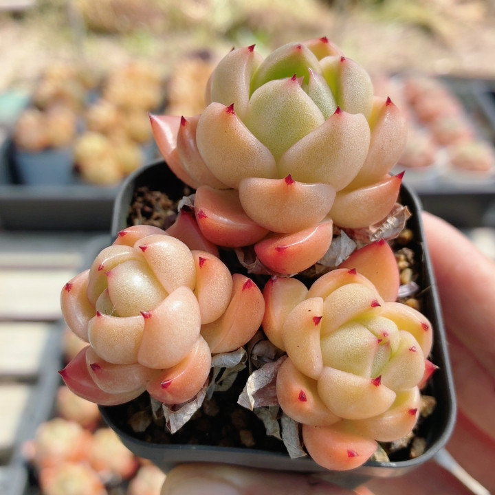精品晴空珍妮  稀有多肉办公室阳台绿植小盆栽花卉易活（20包邮