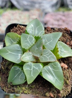 月影寿玉露  精品多肉植物盆栽绿植花卉好养新手稀有品种（20包邮