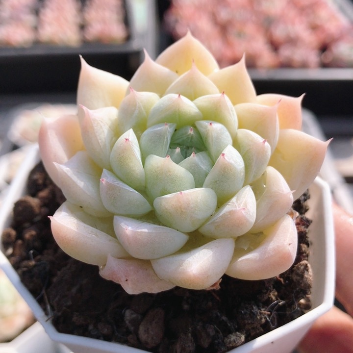 冰川  多肉超萌肉肉爆盆阳台办公室花卉绿植小盆栽(满20包邮)