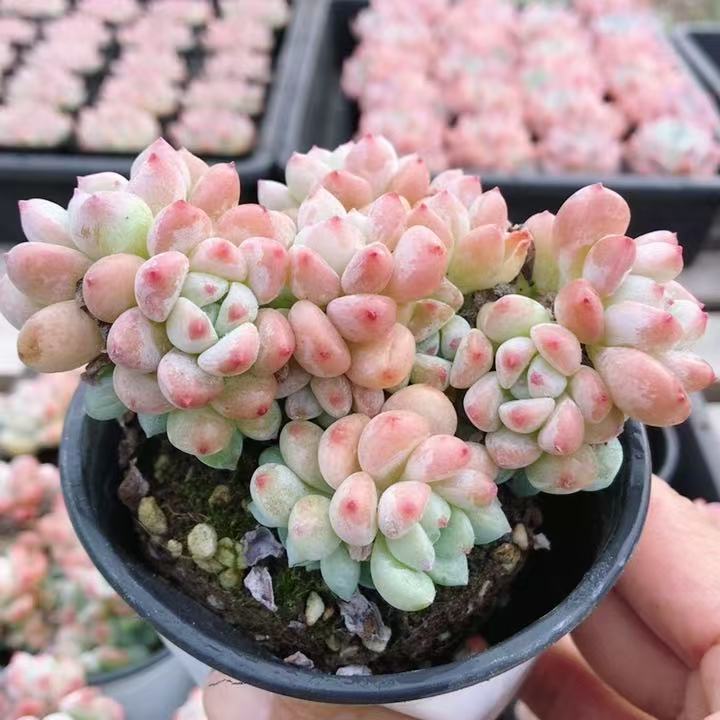千本樱  多肉植物室内新手好养桌面盆栽萌可爱胖嘟嘟  （20包邮）
