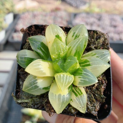 姬寿锦玉露  稀有多肉植物阳台窗台好养盆栽花卉绿植（20包邮）