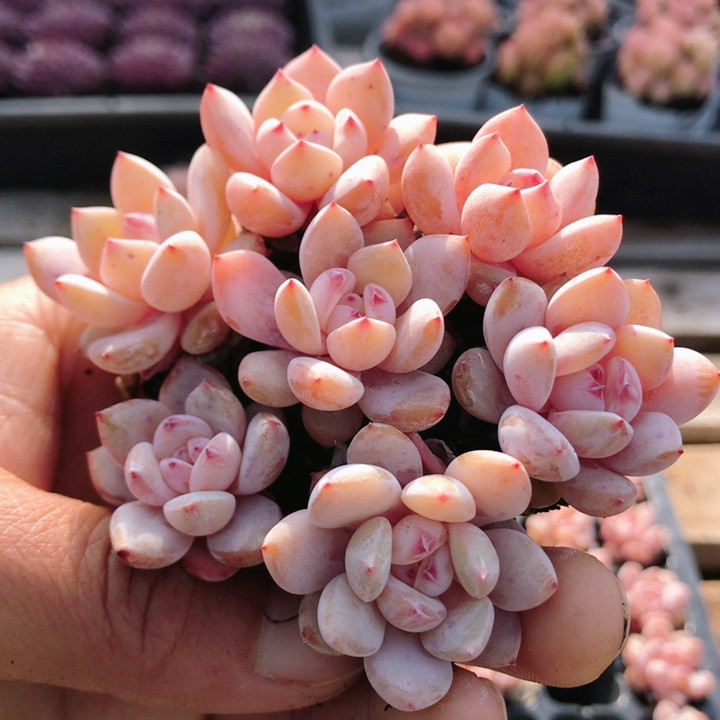 粉笔  高颜值多肉植物名贵植物阳台好养迷你花卉小盆栽（20包邮,鲜花速递/花卉仿真/绿植园艺,多肉植物,淘宝优惠券,粉丝福利购,淘宝优惠卷