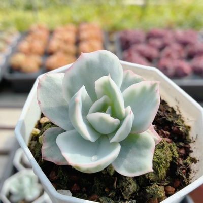 伯克利锦  名贵稀有多肉植物阳台好养可爱绿植花卉盆栽（20包邮）