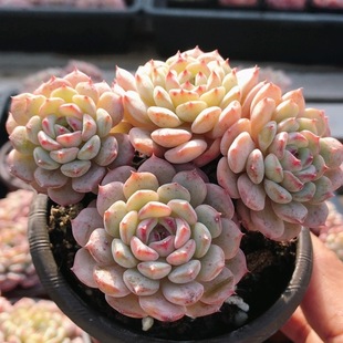 包邮 多肉植物高颜值阳台好养稀有贵货小盆栽 白胖子群生