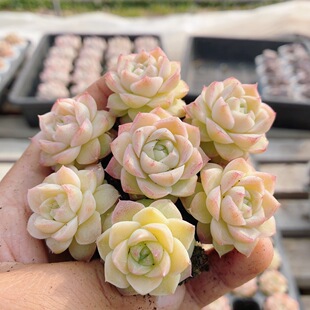 女王麦秆  可爱精品高颜值多肉植物阳台窗台好养小盆栽（20包邮）