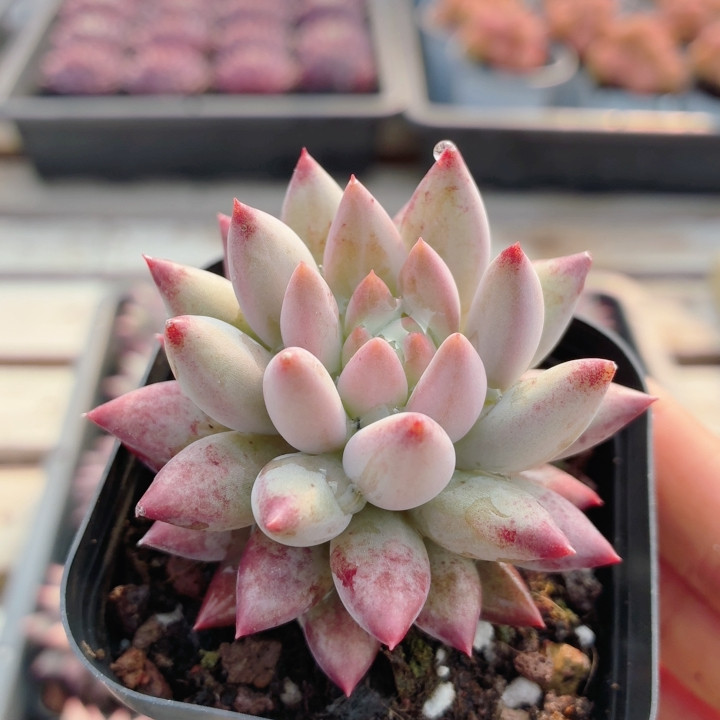 虞美人  多肉植物盆栽懒人办公室阳台稀有好养易活花卉（20包邮）,鲜花速递/花卉仿真/绿植园艺,多肉植物,淘宝优惠券,粉丝福利购,淘宝优惠卷