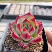 包邮 稀有名贵多肉植物新手阳台好养花卉绿植盆栽 卡宴