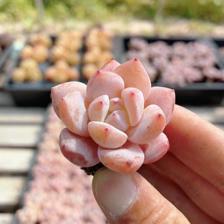 雪天使  稀有多肉植物绿植阳台精品高颜值迷你小盆栽 （20包邮