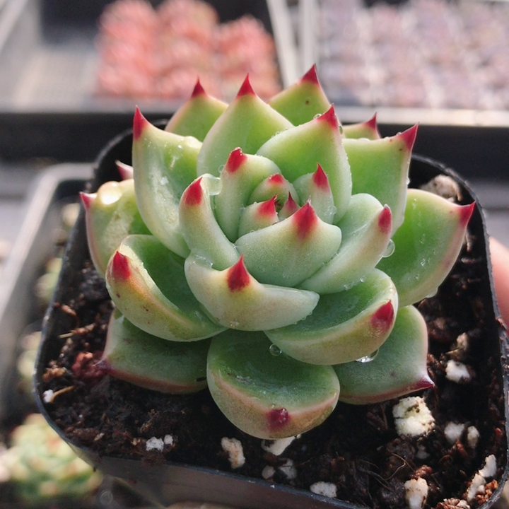 超级蓝龙  多肉植物稀有品种名贵萌肉肉植物阳台好养（20包邮）