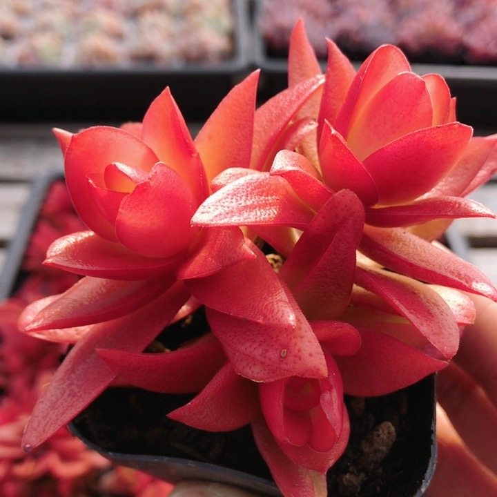 火祭  可爱萌肉多肉植物阳台好养易活小盆栽稀有品种（20包邮）,鲜花速递/花卉仿真/绿植园艺,多肉植物,淘宝优惠券,粉丝福利购,淘宝优惠卷