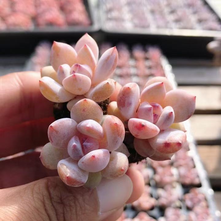 粉笔  多肉植物稀有小盆栽室内阳台萌肉肉好养易活（20包邮）