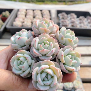 圆梦  多肉植物稀有阳台窗台新手好养名贵绿植花卉盆栽（20包邮）