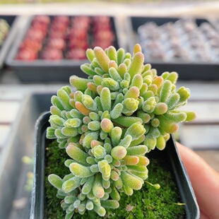 荧光兔枝干  稀有多肉植物阳台好养高颜值绿植花卉小盆栽（20包邮