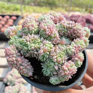 羊脂球缀  稀有名贵多肉植物盆栽绿植花卉阳台好养高颜值（20包邮