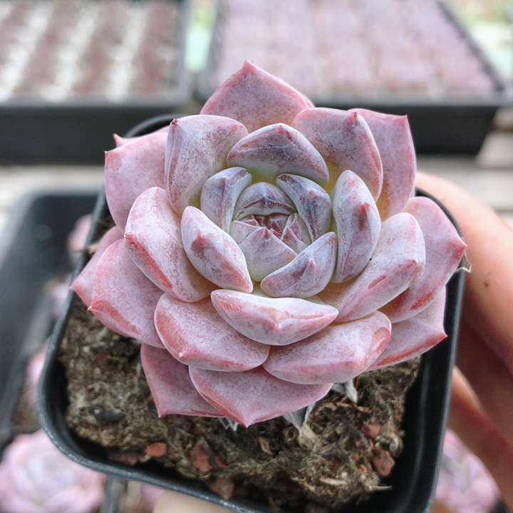 紫色冰魄  多肉植物室内小花卉盆栽好养稀有品种肉肉绿植（20包邮