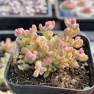 红宝石枝干锦  精品多肉植物绿植花卉高颜值小盆栽花卉（20包邮）