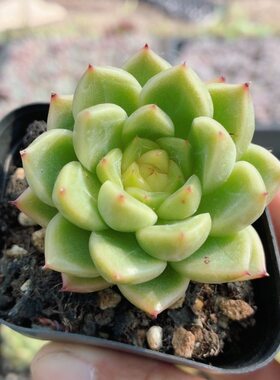 明朗珍妮  名贵稀有多肉植物阳台窗台好养高颜值花卉盆栽（20包邮