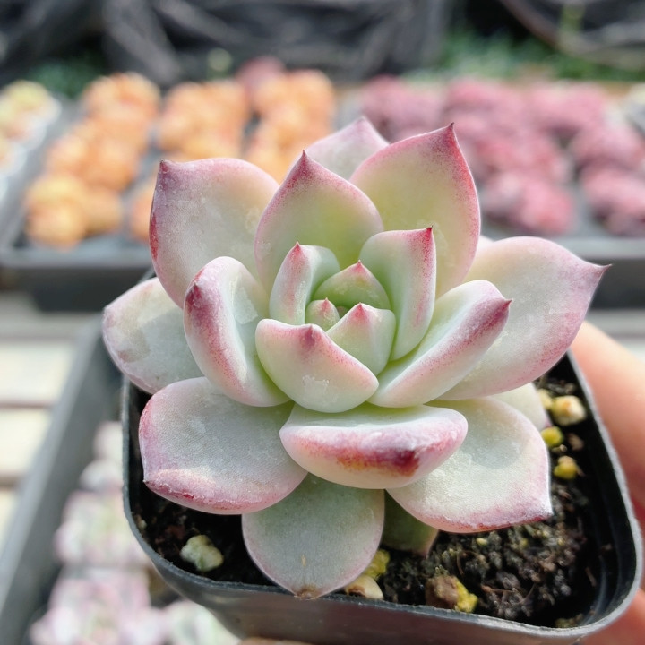 夜魔侠  精品多肉植物阳台办公室好养组合套餐绿植盆栽（20包邮）