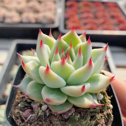 托斯卡内利  多肉植物小盆栽高颜值绿植花卉新手好养（20包邮）