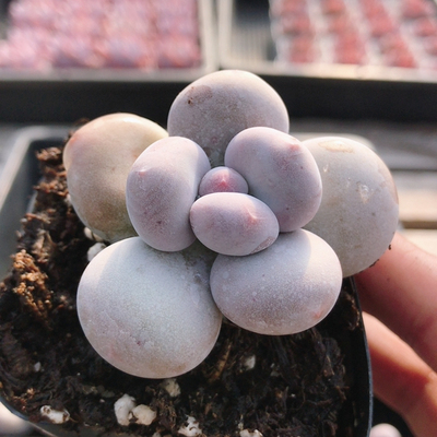 原始奶酪  多肉植物稀有品种贵货迷你罕见盆栽高颜值好养（20包邮