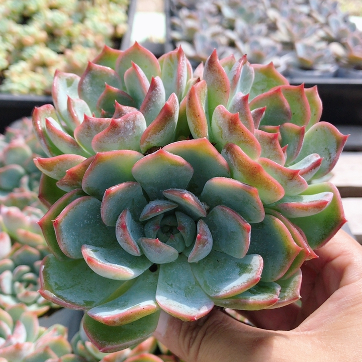 卡洛琳  多肉植物组合盆栽好养肉肉稀有品种花卉盆栽（20包邮）