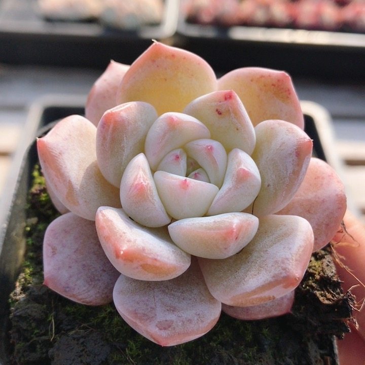 明日之星  稀有名贵多肉植物新手阳台好养花卉绿植盆栽（20包邮）,鲜花速递/花卉仿真/绿植园艺,多肉植物,淘宝优惠券,粉丝福利购,淘宝优惠卷