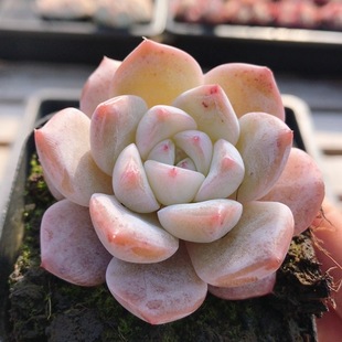 明日之星  稀有名贵多肉植物新手阳台好养花卉绿植盆栽（20包邮）