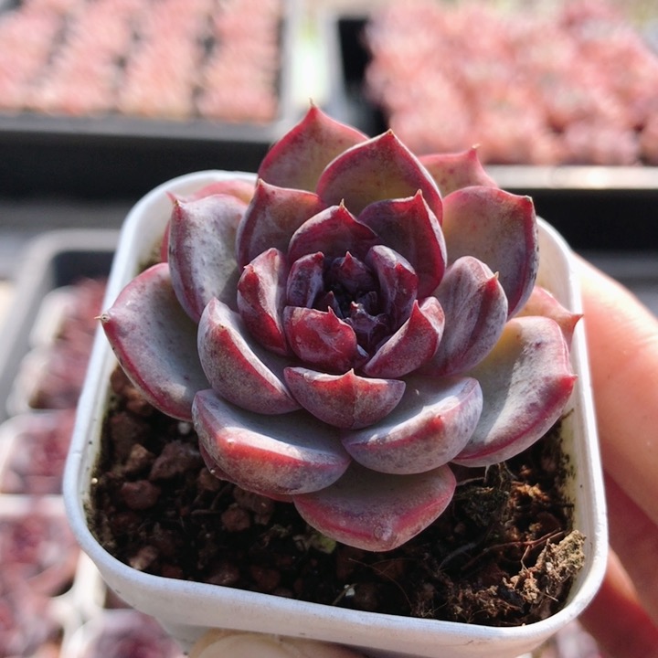 黑橙  稀有多肉植物阳台窗台好养可爱精品名贵萌肉肉(20包邮