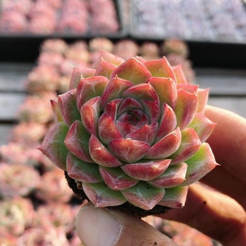 红色女王  多肉精品室内阳台好养绿植花卉花植物小盆栽（20包邮）